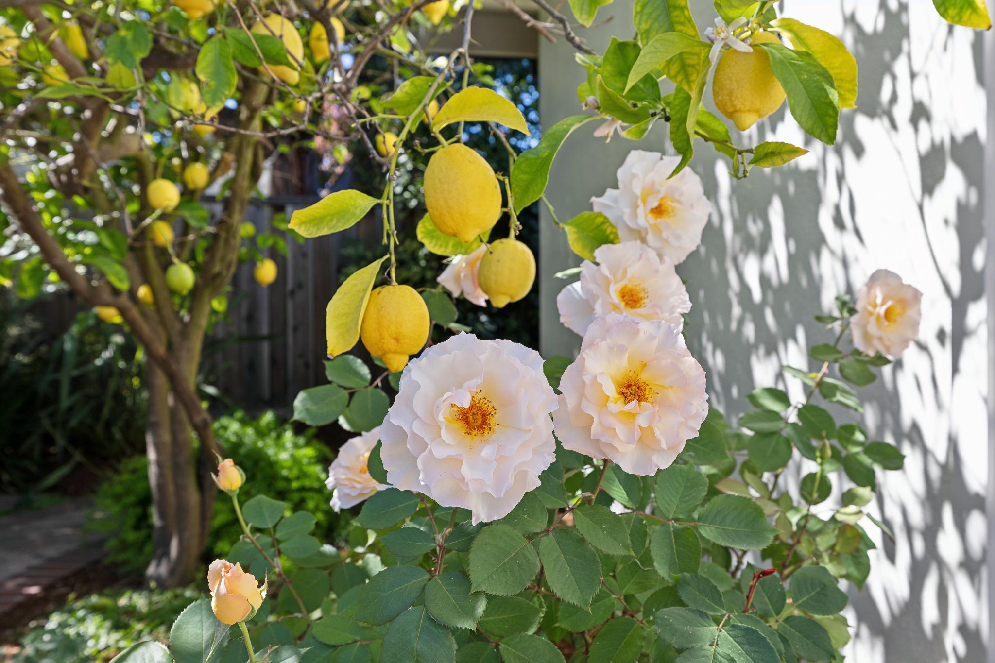 Los Altos Homes for Sale